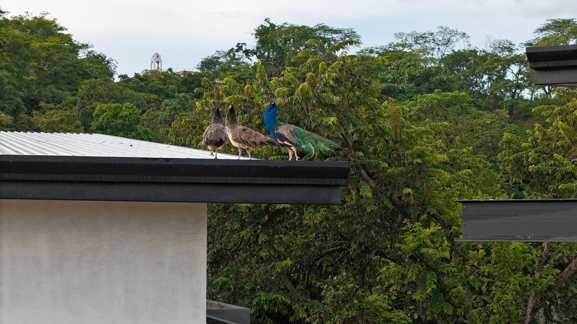 Epic Tamarindo Boutique Hotel Villarreal Exteriér fotografie